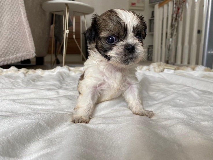 Shih Tzu puppies