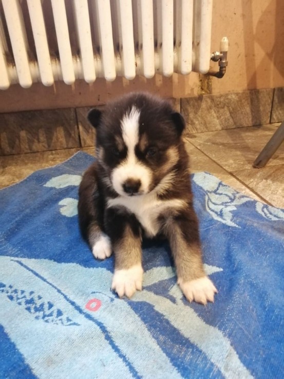  Siberian Husky Puppies