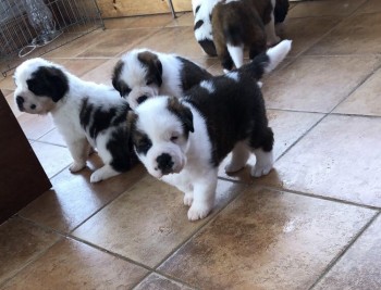 St Bernard puppies