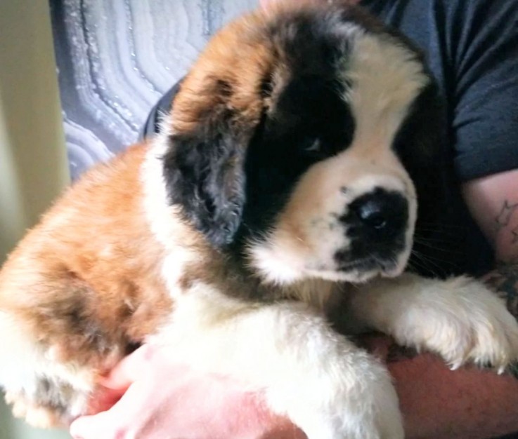 St Bernard puppies