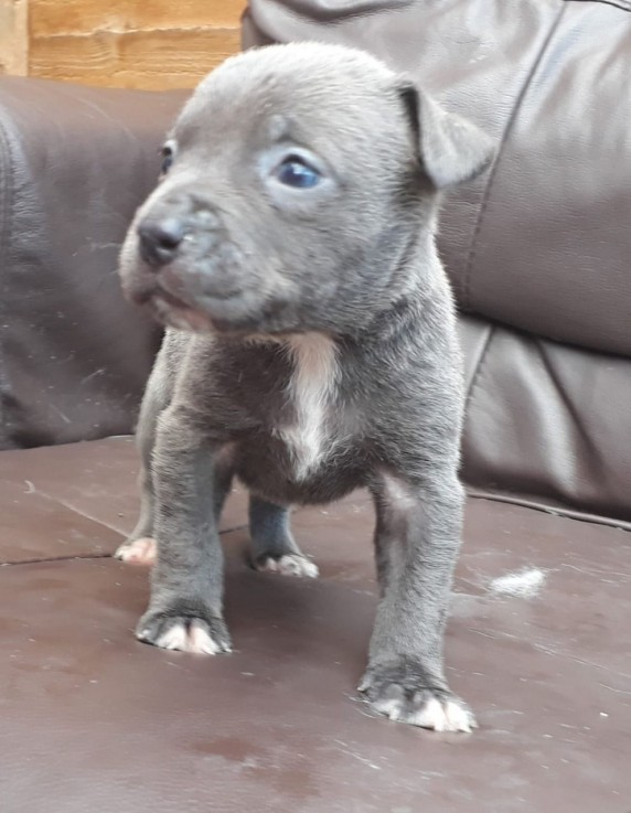 Staffordshire bull terrier puppies