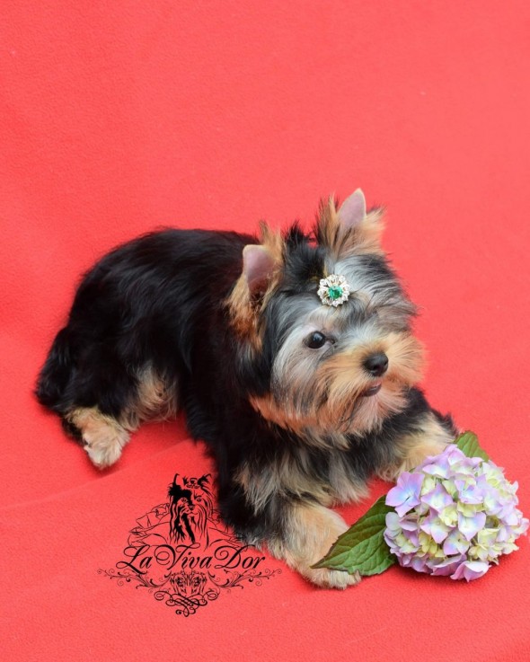 Yorkshire Terrier Puppies