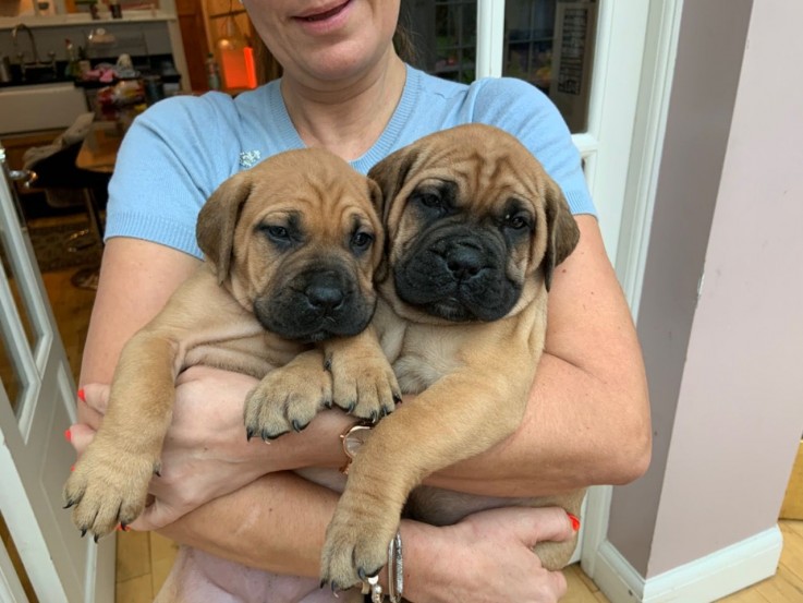 Cutie Bullmastiff Puppies Ready 