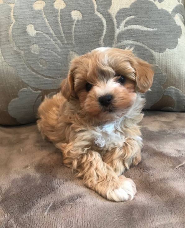 Playful maltipoo puppies For New Homes 