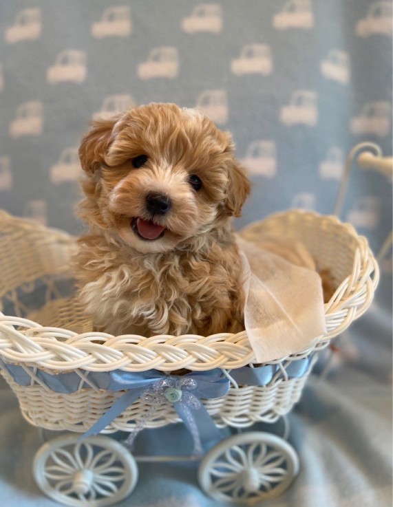 Playful maltipoo puppies For New Homes 