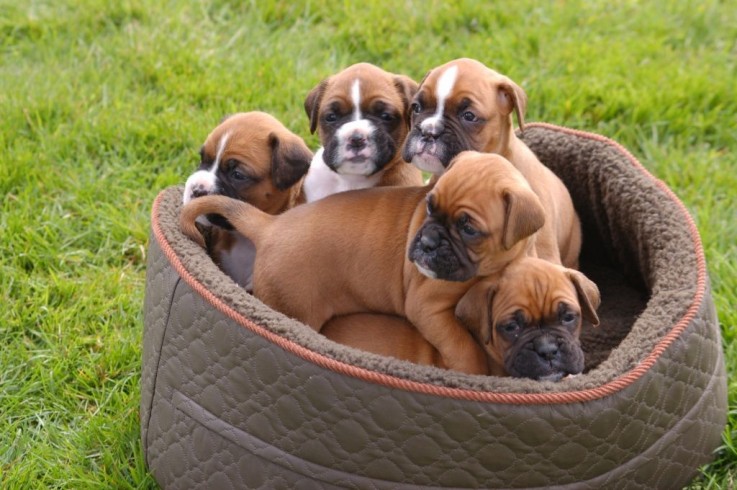 Cute Boxer Puppies