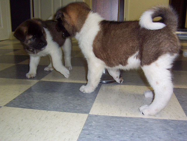 Cute Akita Puppies Available Now 