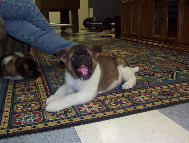 Cute Akita Puppies Available Now 