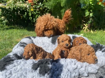 5 Beautiful Red Curly Toy Cockapoos pups