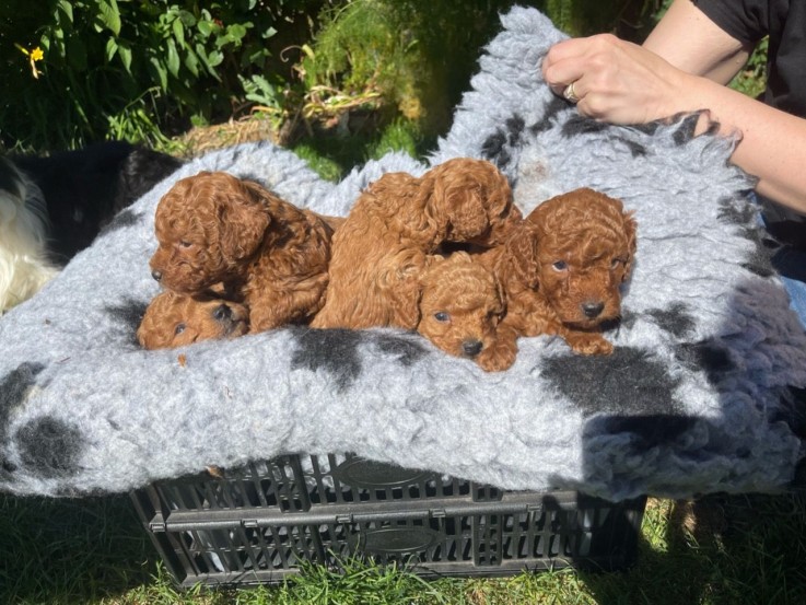 5 Beautiful Red Curly Toy Cockapoos pups