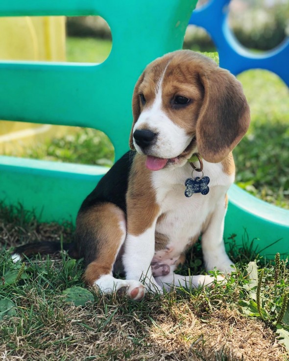 BEAUTIFULL BEAGLE READY FOR ADOPTION. 