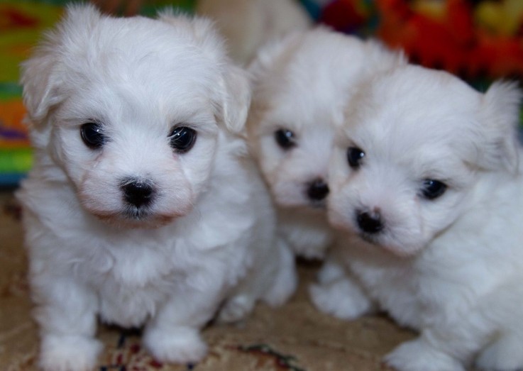 ADOREBLE MALTESE READY FOR ADOPTION.