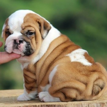 LOVELY ENGLISH BULLDOG READY FOR ADOPTIO