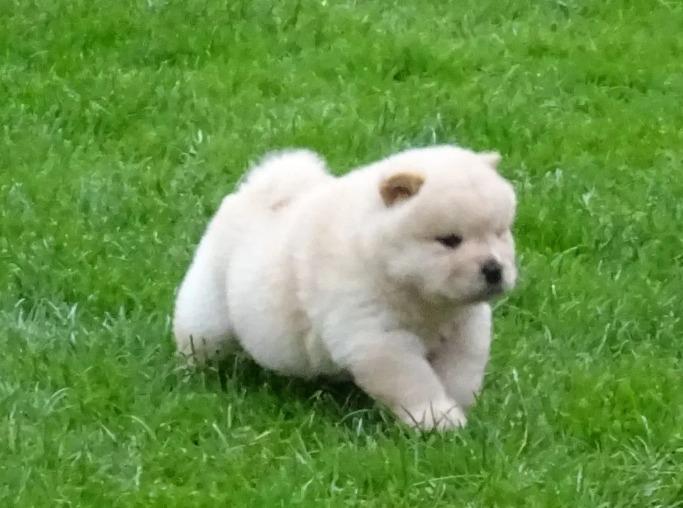 LOVELY CHOW CHOW READY FOR ADOPTION.