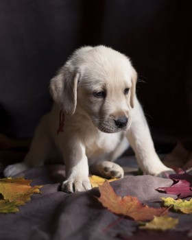 LOVELY LABRADOR READY FOR ADOPTION.