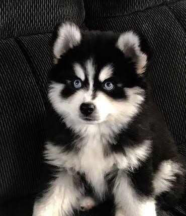 LOVELY POMSKY READY FOR ADOPTION.