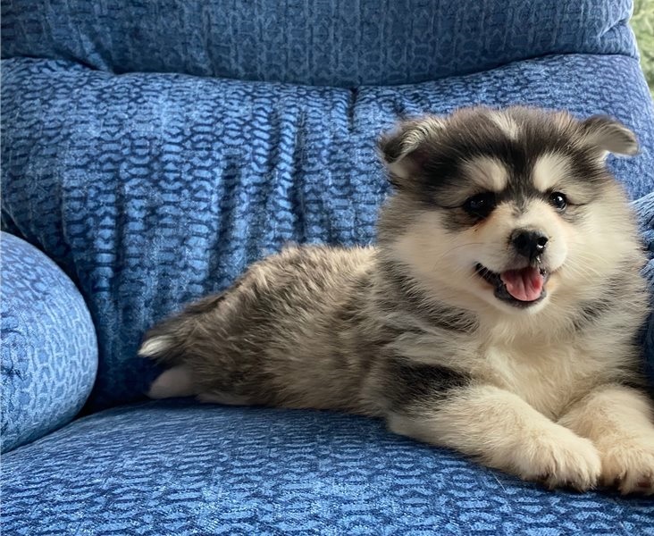 LOVELY POMSKY READY FOR ADOPTION.