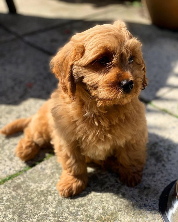 loving cavapoochon ready for adoption.