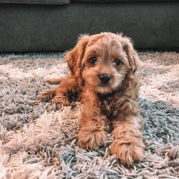 BEAUTIFULL COCKAPOO READY FOR ADOPTION.