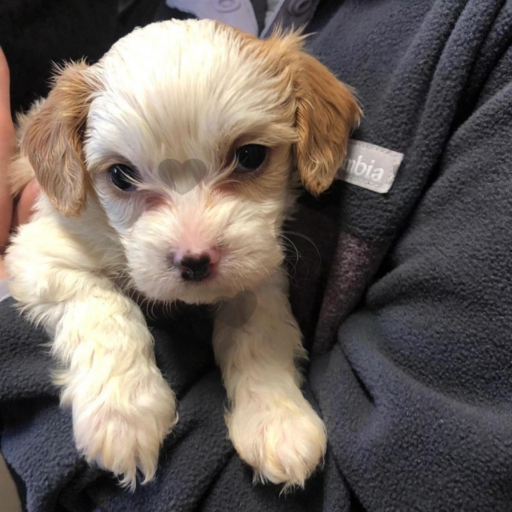 ADOREBLE CAVACHON READY FOR ADOPTION.