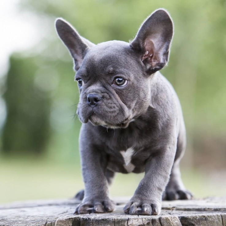 LOVELY FRENCH BULLDOG READY FOR ADOPTION