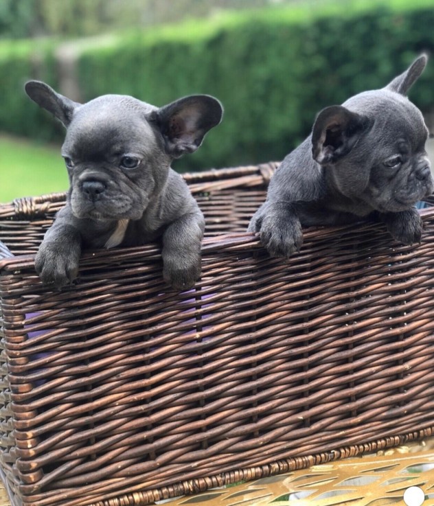 LOVELY FRENCH BULLDOG READY FOR ADOPTION