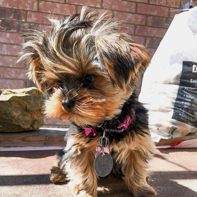 BEAUTIFULL YORKSHIRE TERRIER READY FOR A