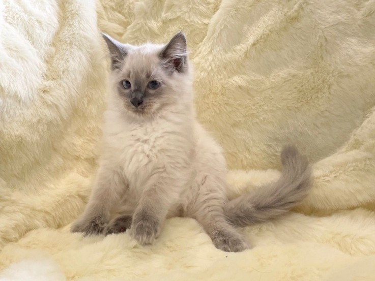 Beautiful Ragdoll Kittens Available for 