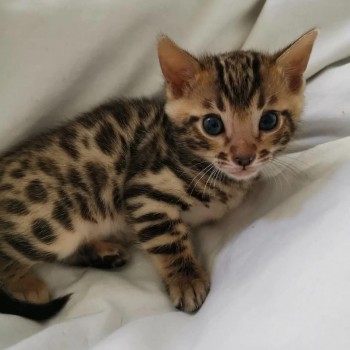 3 Beautiful male and females Bengal Kitt