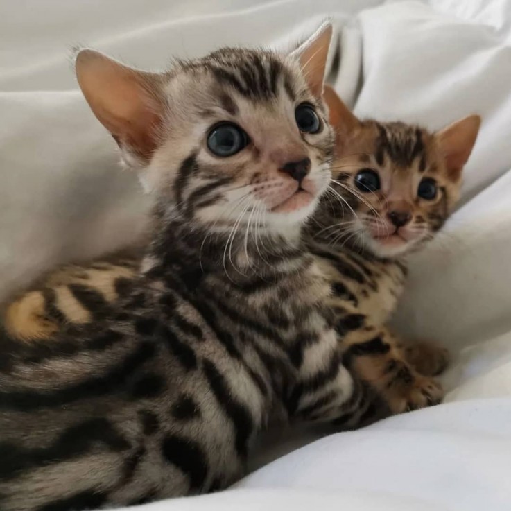 3 Beautiful male and females Bengal Kitt