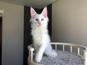 4 Charming Male and female Maine Coon k