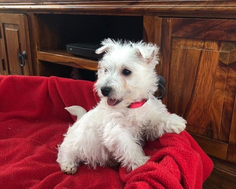 West Highland White Terrier Puppies