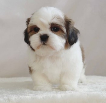 male & female Shih Tzu puppies For Sale