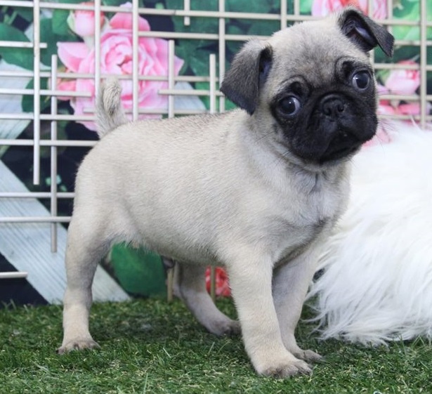 Beautiful male & female Pug puppies