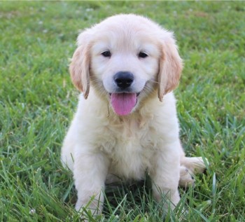 Purebred Golden Retriever puppies