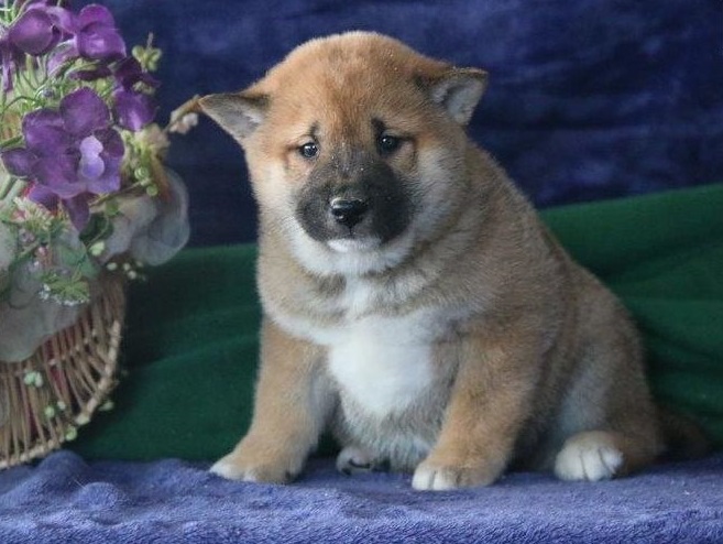 Gorgeous Shiba Inu puppies For Sale