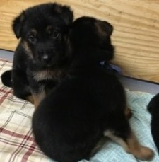 Gorgeous german shepherd puppies