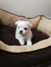 Gorgeous Teacup Maltese puppies 