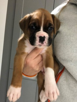 male & female boxer puppies for sale 