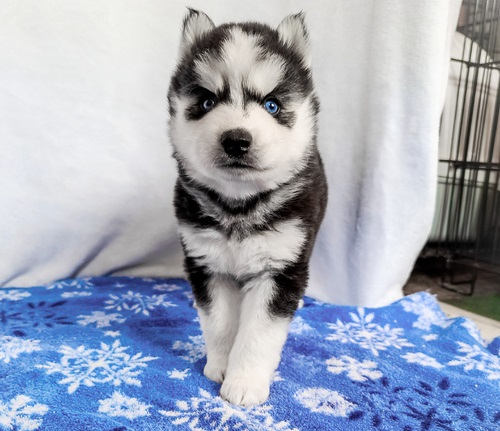 Male & Female Siberian Husky puppies