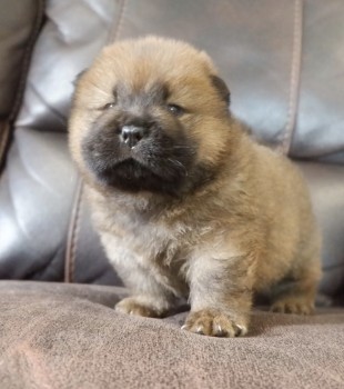 Chow chow Puppies