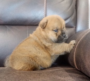 Chow chow Puppies