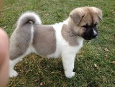 Akita Puppies