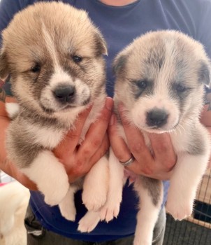 Akita Puppies