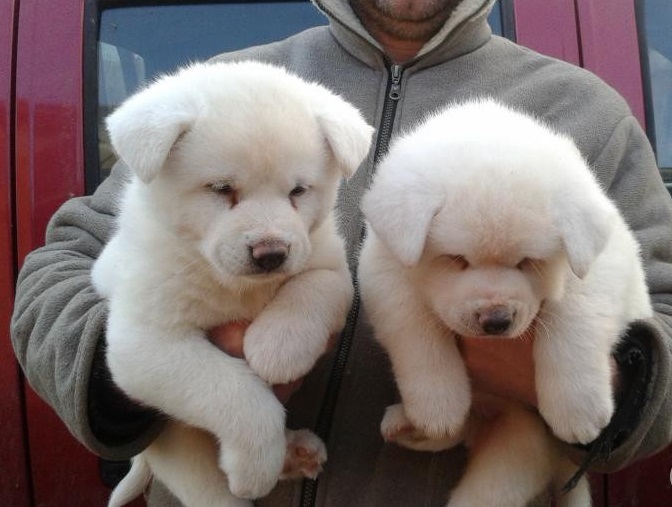 Akita Puppies