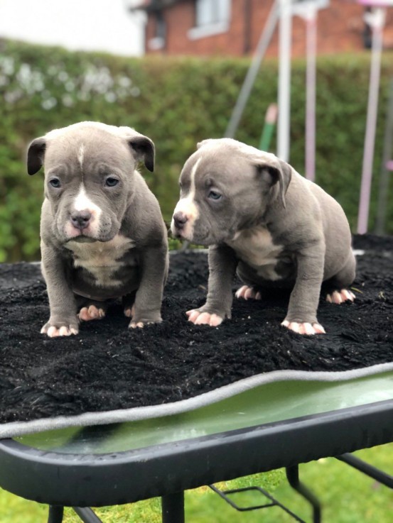 American Bulldog Puppies