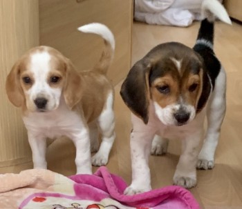 Beagle puppies 