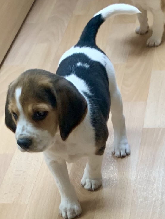 Beagle puppies 