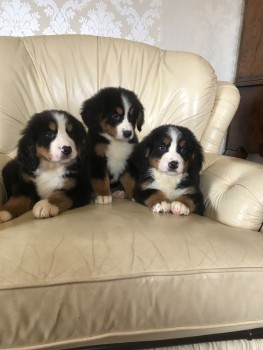 Bernese Mountain puppies