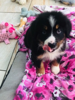 Bernese Mountain puppies